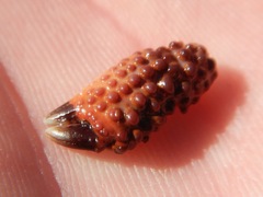 Paraxanthias taylori