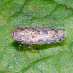 Maiestas schmidtgeni