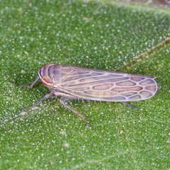 Paramesus major