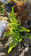 Asplenium lyallii