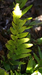 Asplenium lyallii