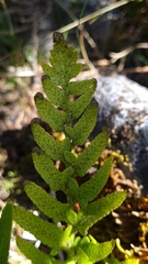 Asplenium lyallii