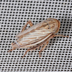 Artianus interstitialis