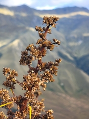 Aciphylla aurea