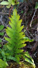 Asplenium lyallii