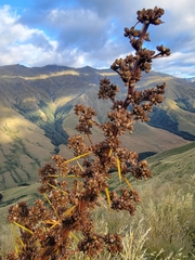 Aciphylla aurea