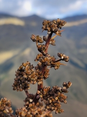 Aciphylla aurea