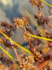 Aciphylla aurea