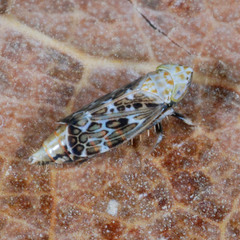 Errastunus ocellaris