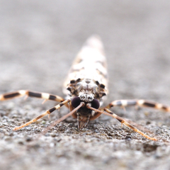 Stenopsyche marmorata