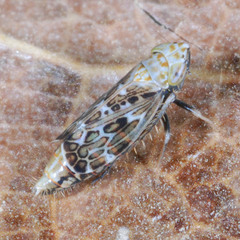 Errastunus ocellaris