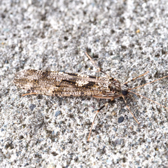 Stenopsyche marmorata