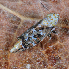 Errastunus ocellaris