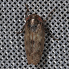 Athysanini