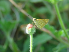 Taractrocera anisomorpha