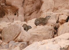 Procavia capensis