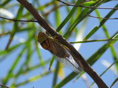 Macrotristria intersecta