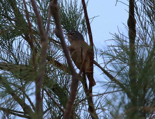 Tristram's Warbler (Curruca deserticola), photo 4
