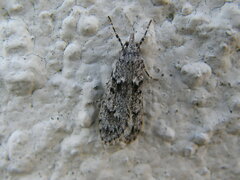 Diurnea fagella