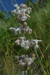 Nepeta nepetella