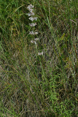 Nepeta nepetella