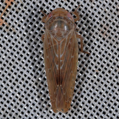 Athysanini