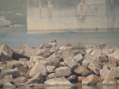 Esacus recurvirostris