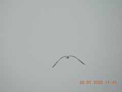 Chroicocephalus ridibundus