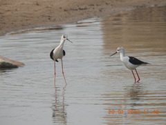 Himantopus himantopus