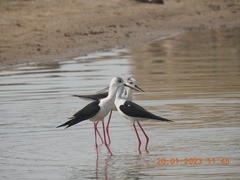 Himantopus himantopus