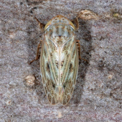Euscelis incisus