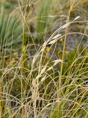 Chionochloa rigida