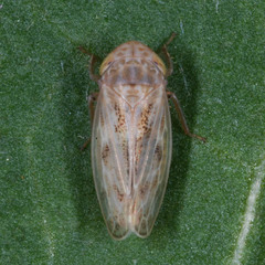 Euscelis incisus