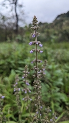Salvia plebeia