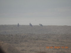 Neophron percnopterus