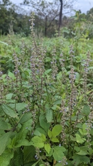 Salvia plebeia