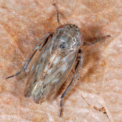 Euscelis incisus