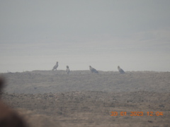 Neophron percnopterus