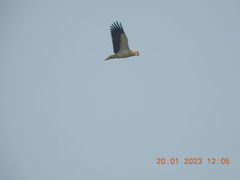 Neophron percnopterus