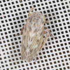 Euscelis incisus