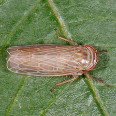 Paramesus major