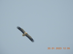 Neophron percnopterus