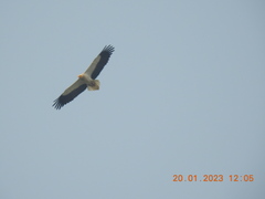 Neophron percnopterus