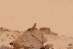 Ammomanes deserti