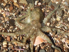 Octopus bimaculatus