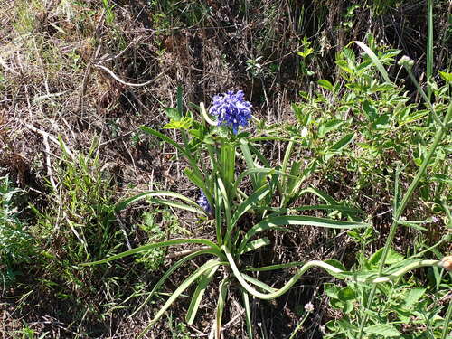 Agapanthus caulescens, photograph 5
