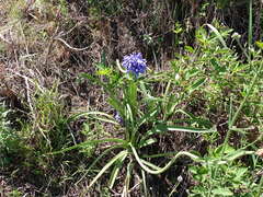 Agapanthus caulescens