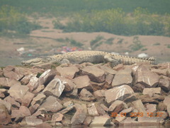 Crocodylus palustris