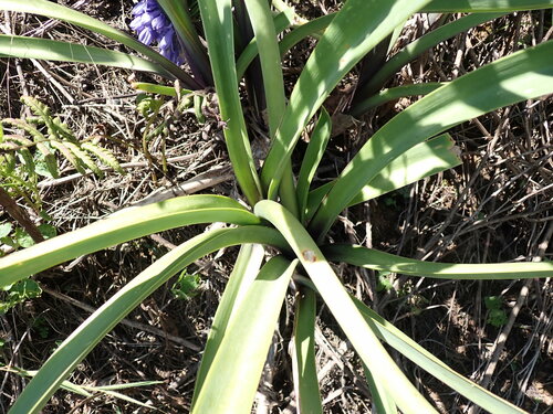 Image of Agapanthus caulescens by no rights reserved
