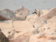 Esacus recurvirostris